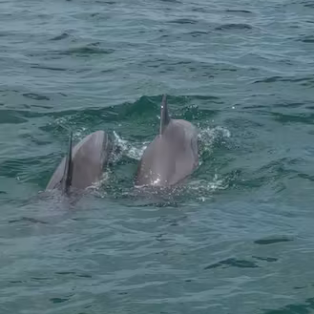 Dolphin Sightings NJ