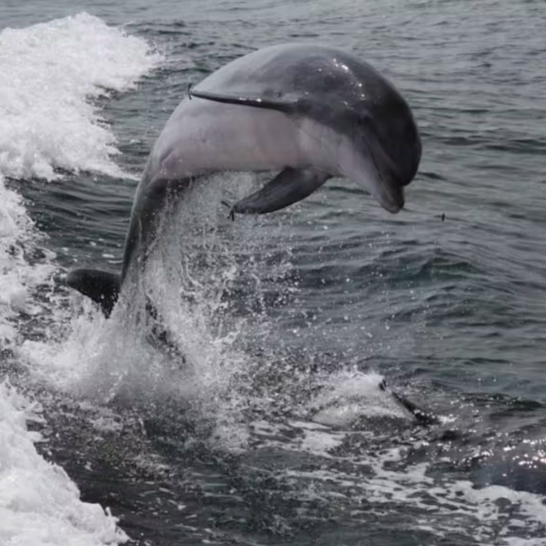 Dolphins High Jump-Speed Boat Tour