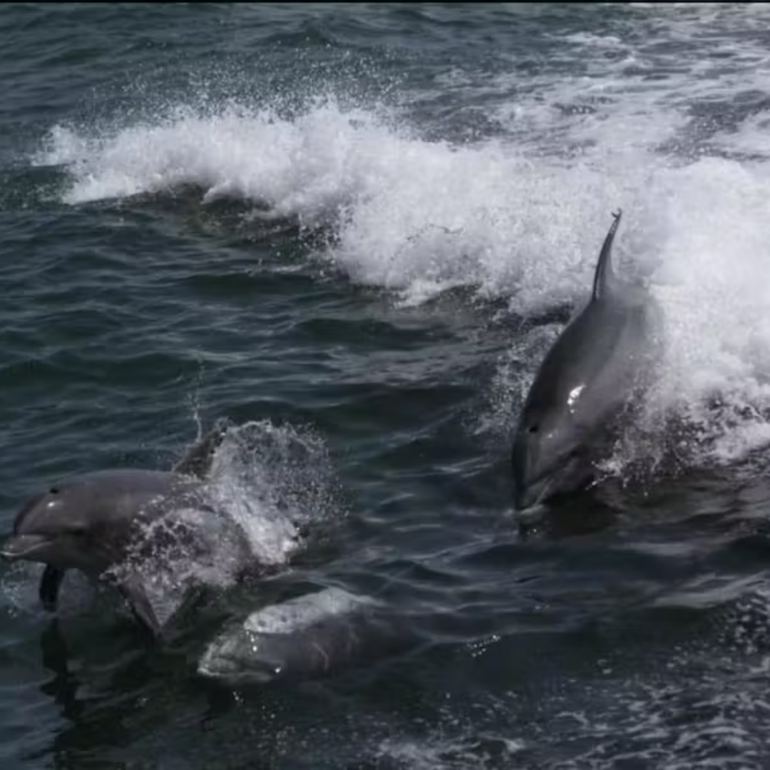 Dolphins Jump-Boat Rides Ocean City
