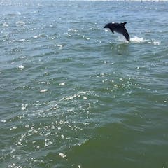Ocean City Dolphin Tours