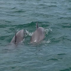 Dolphin Sightings In Ocean City